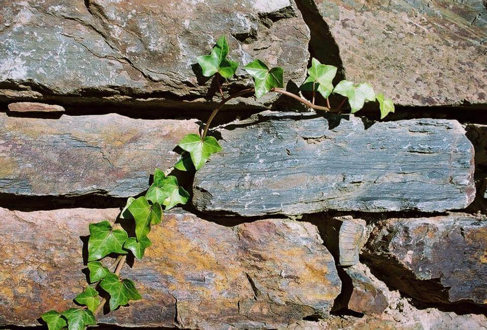 Trockenmauersteine Schiefer DER ARDENNEN